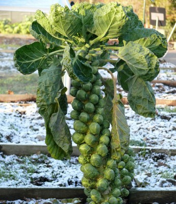 Брюссельская капуста.jpg (211.89 КБ) Просмотров: 760168 Брюссельская капуста.jpg